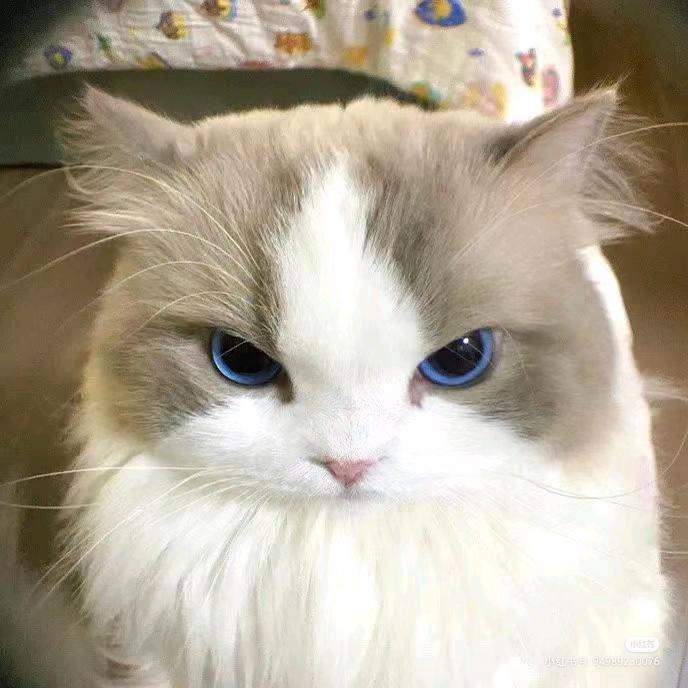 不爱吃鱼的猫咪