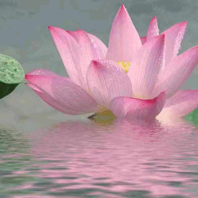 小雨（有贊必回）