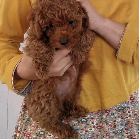 我家公主叫德芙