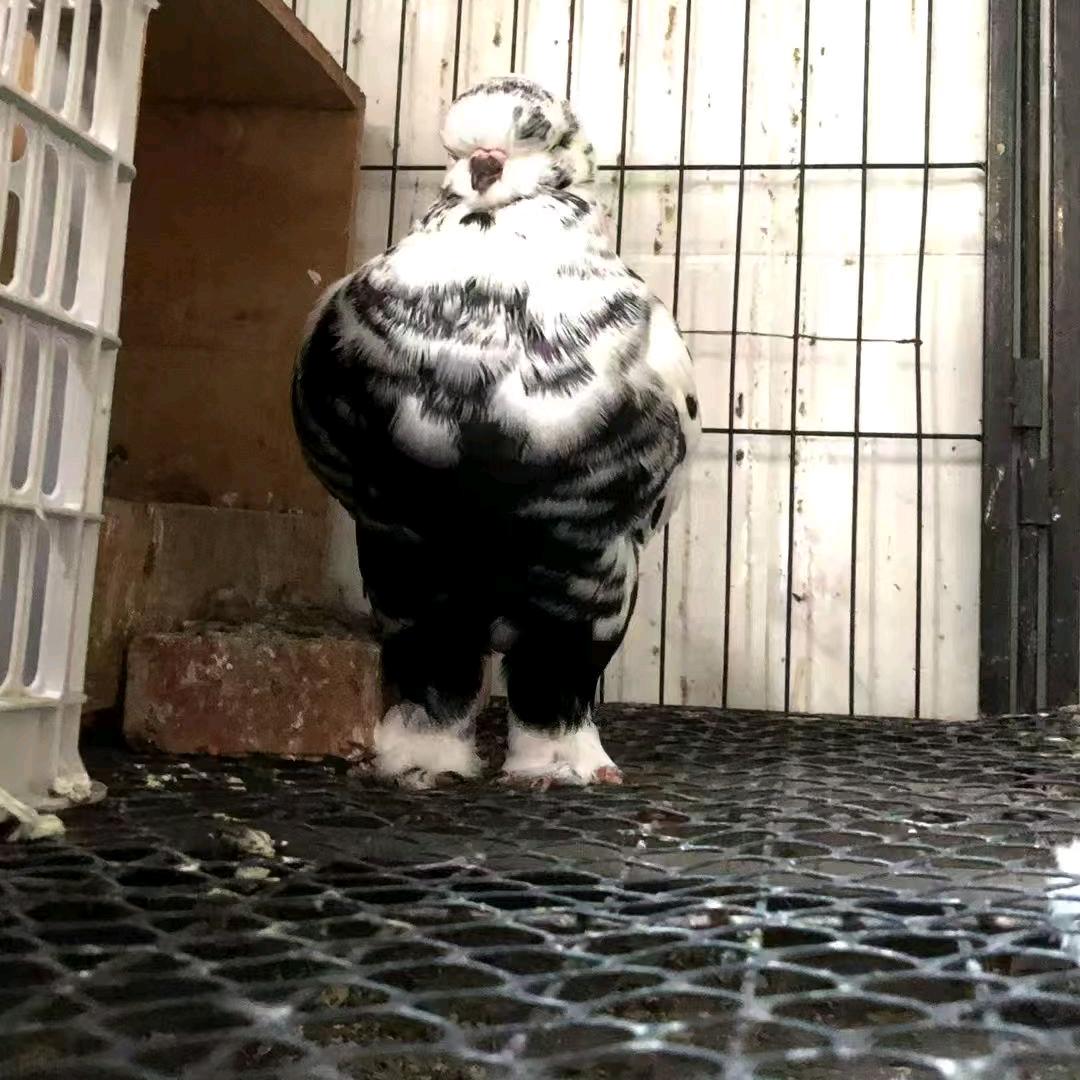 中国🇨🇳象腿雪花王鸽洪毅