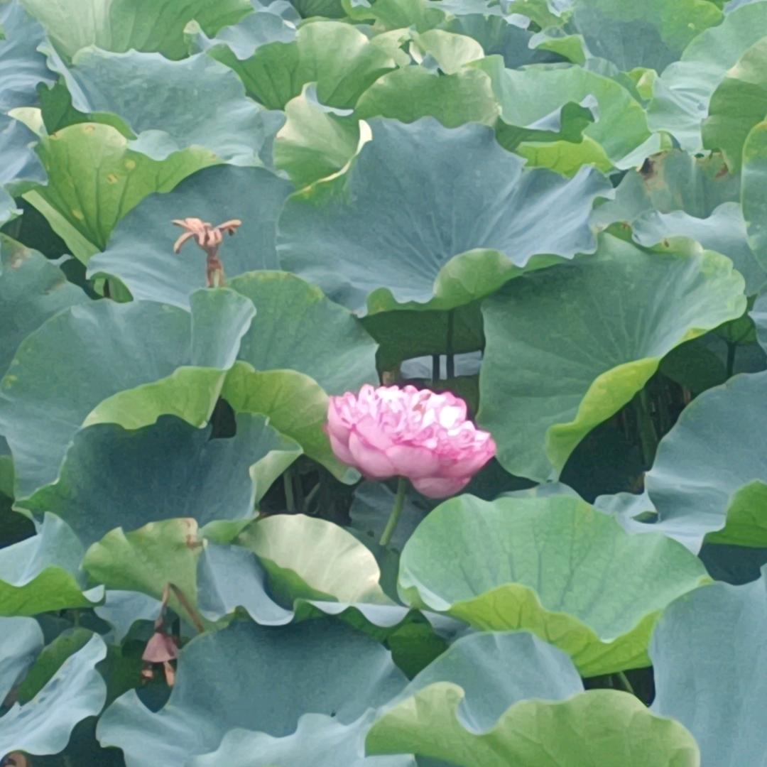 静心