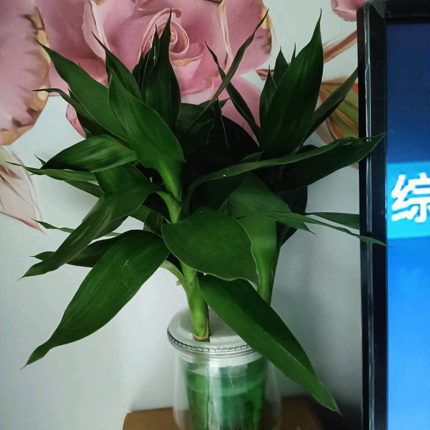 小兰