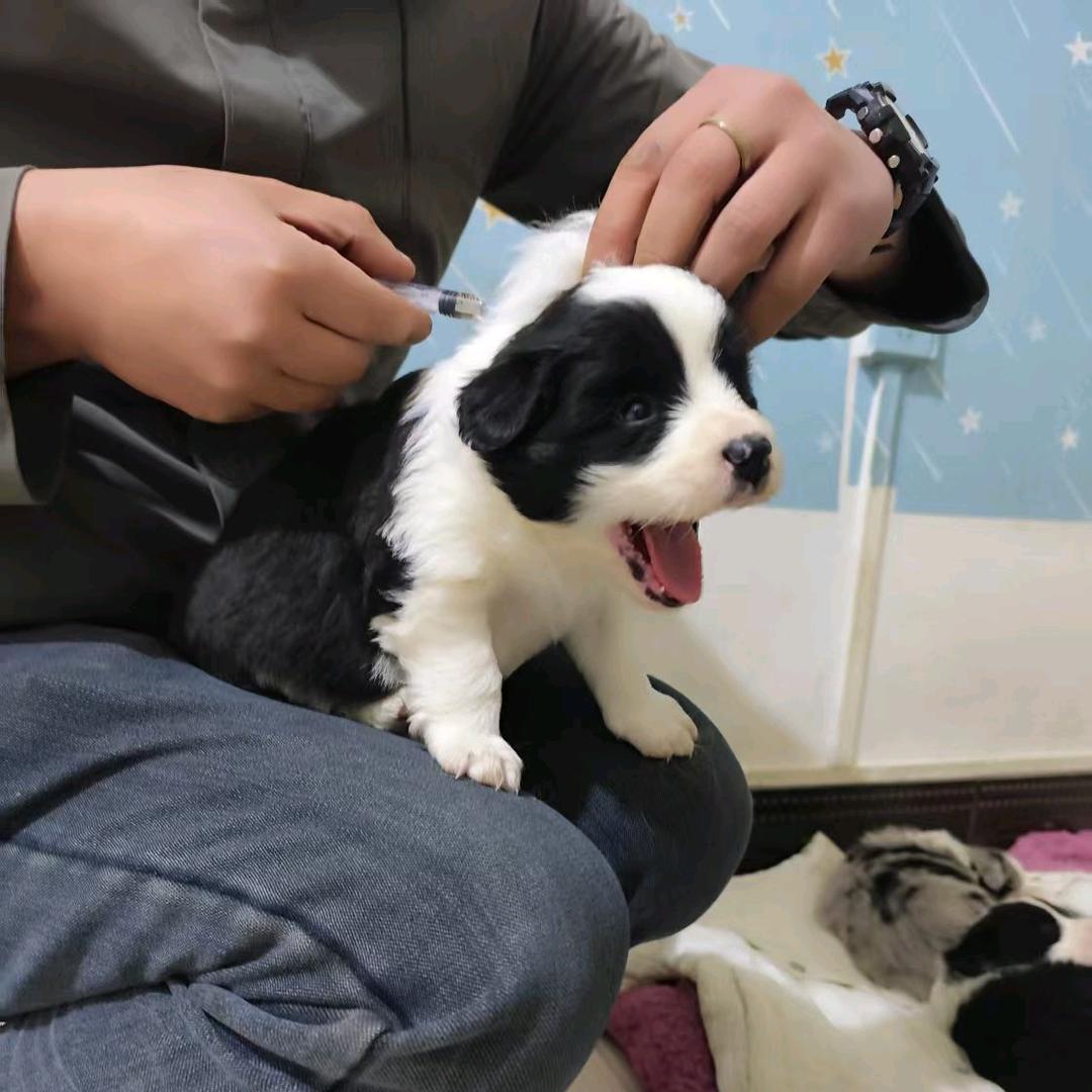 西安依诺边牧（CKU）认证犬舍
