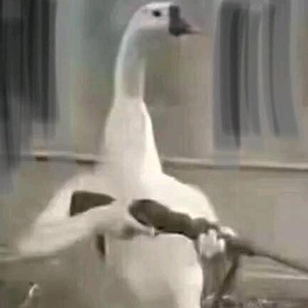 大鹅🐣
