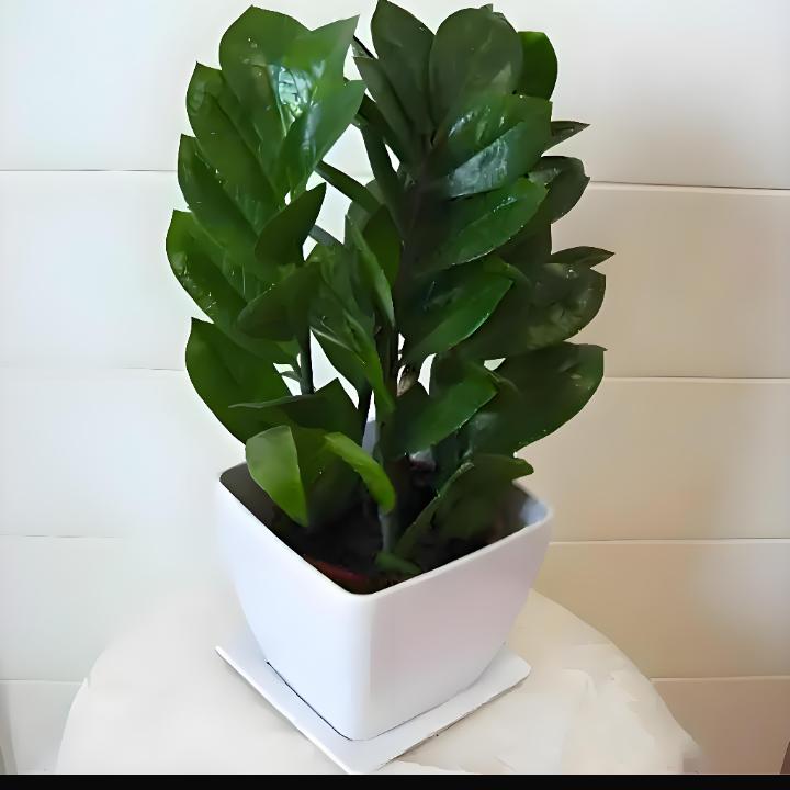 武