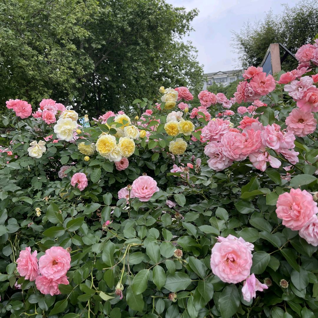 春联百货