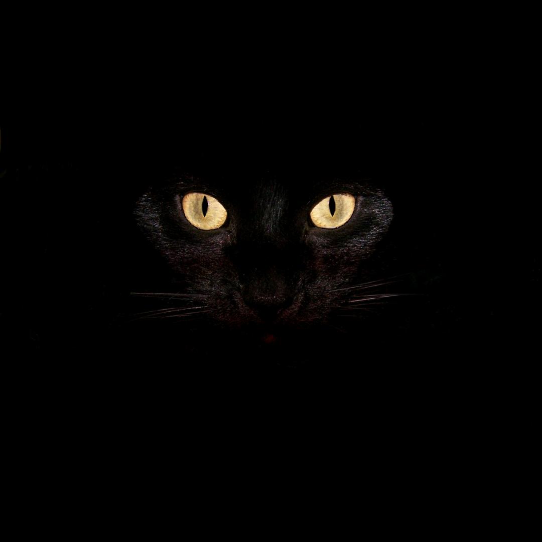 黑猫探长