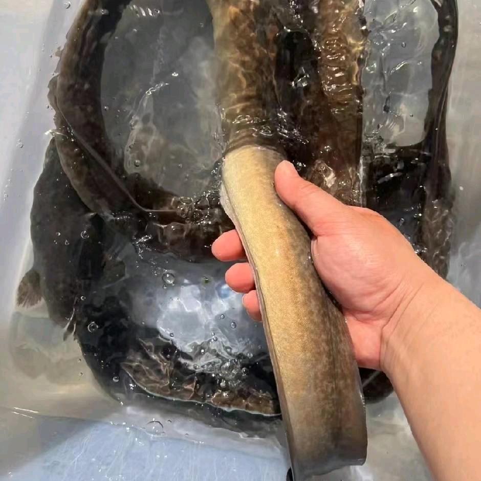 阿雅野生水产供应