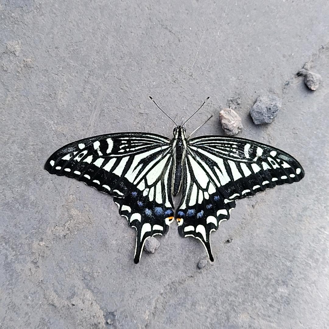 阿达西      三少