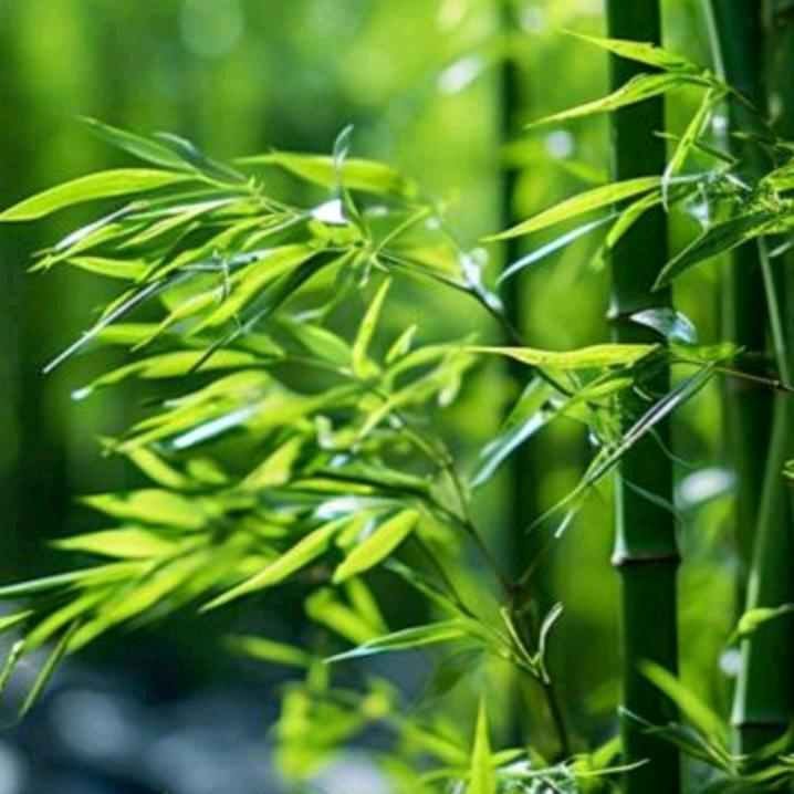 豪爽