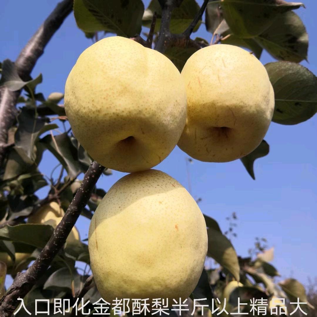 金都酥梨蜜香梨