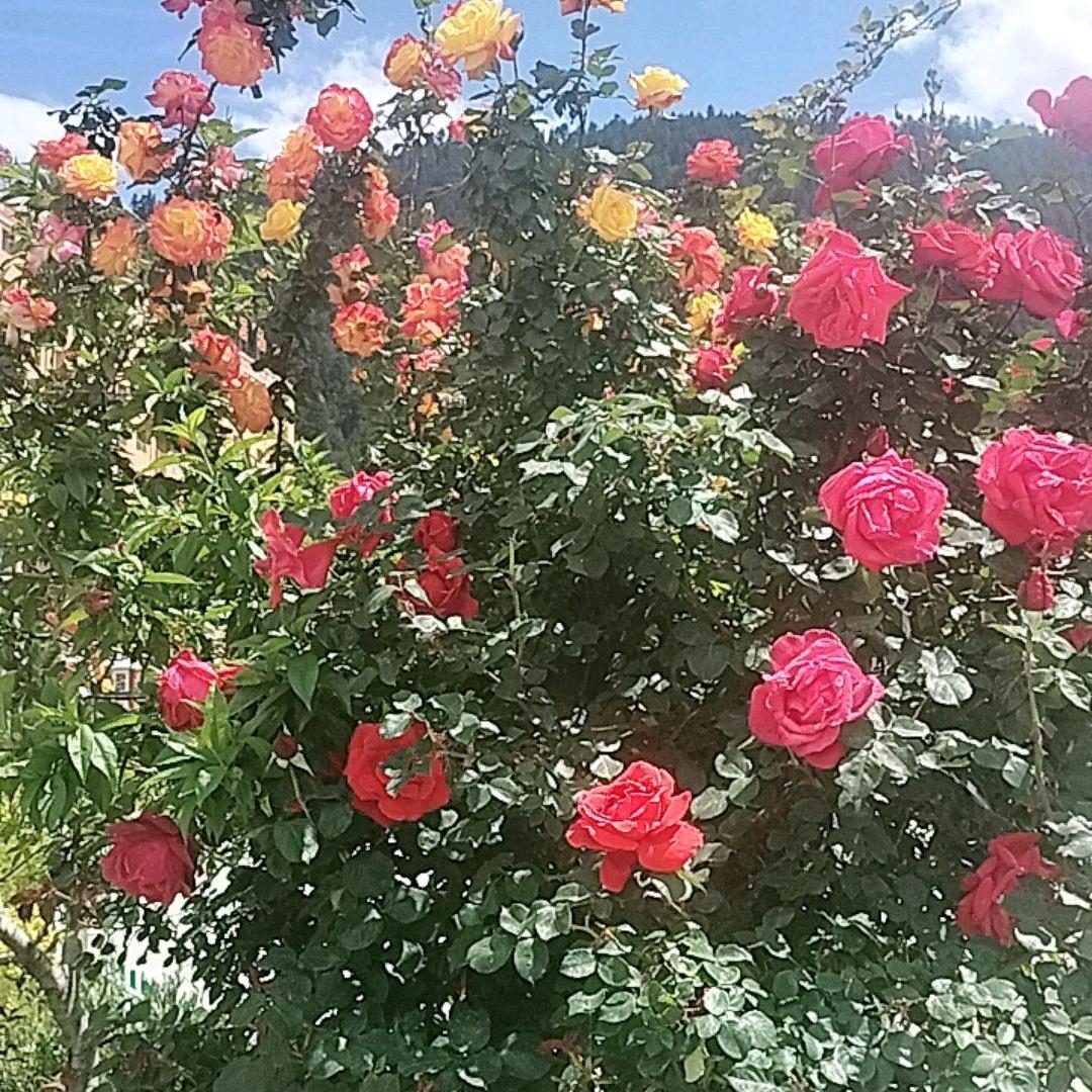 随着天意顺顺平安一顺百顺，