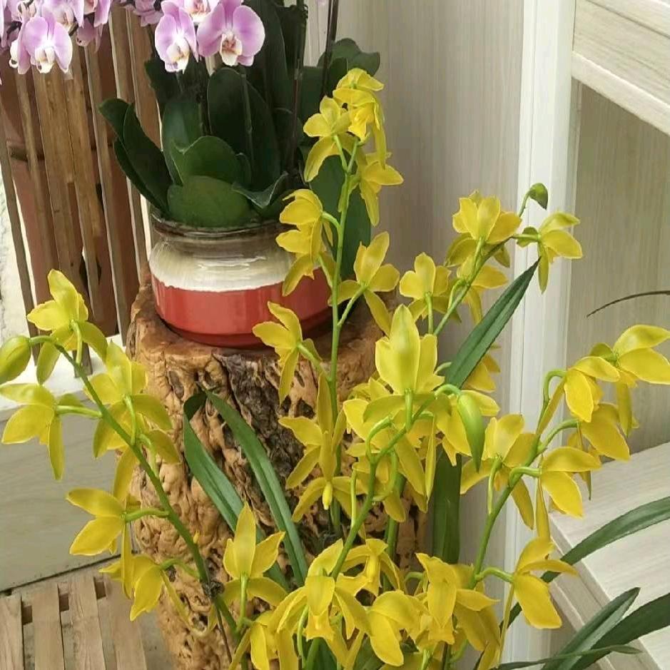 于都~崇道堂。(招收徒弟)