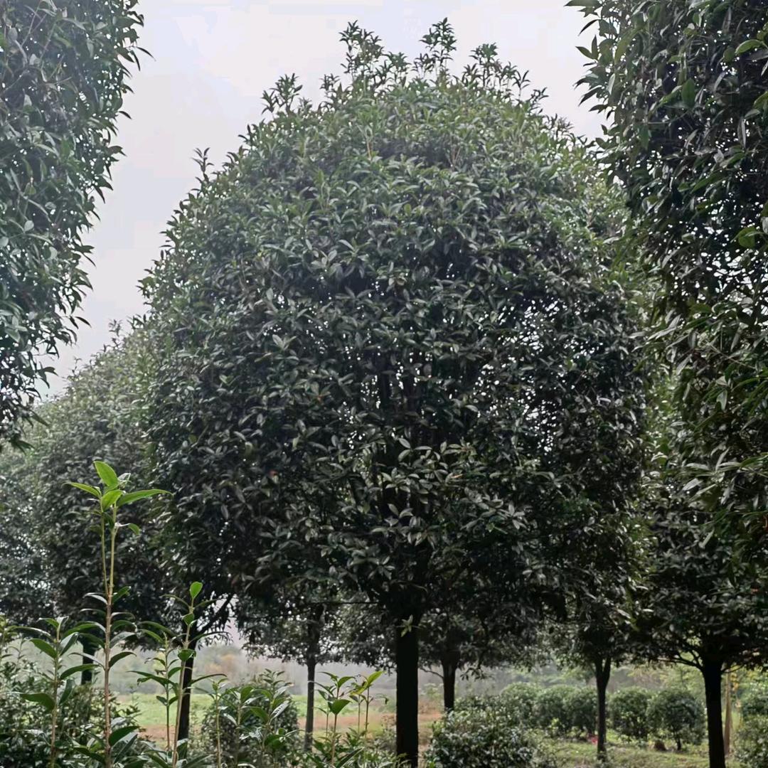 草皮，苗木，杨生（江西海泰园林）