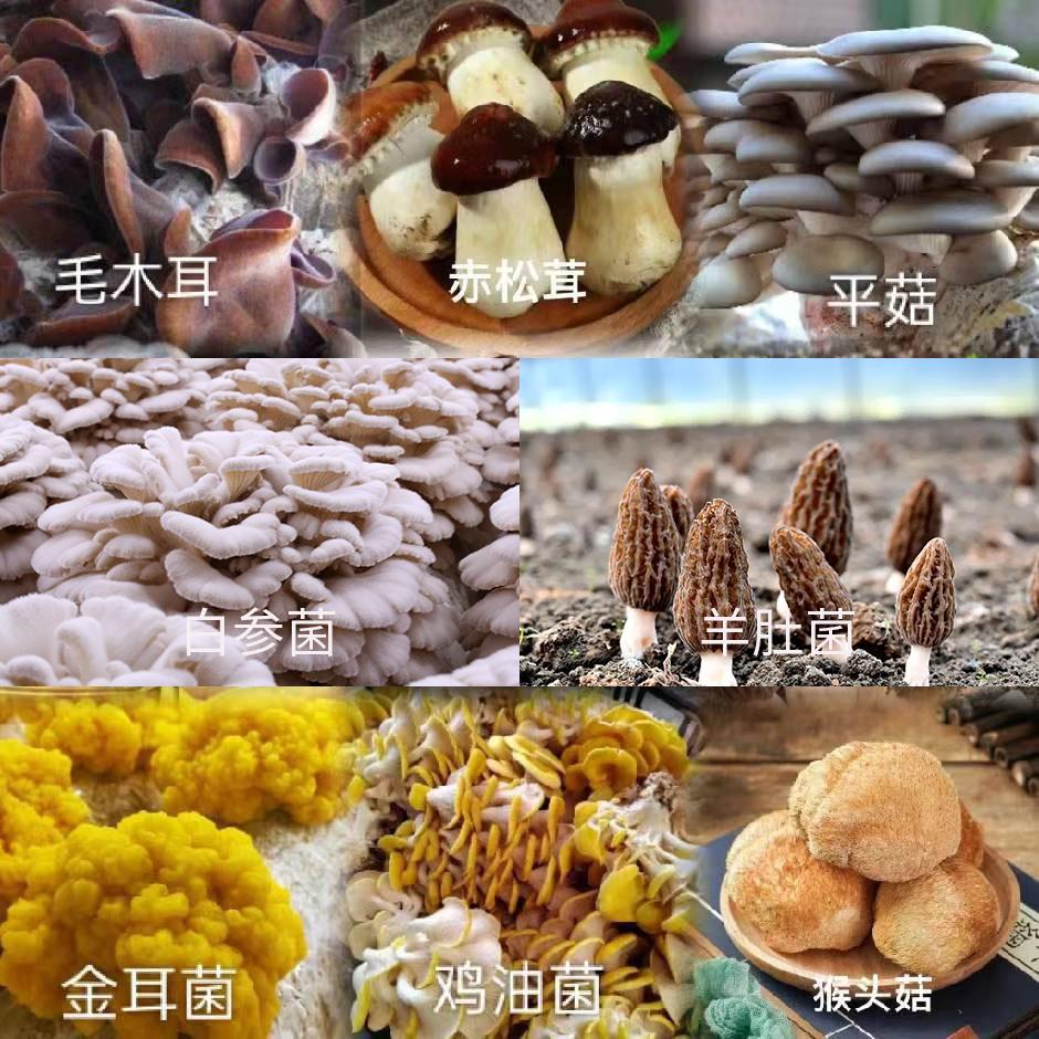 中国农业种植基地🇨🇳