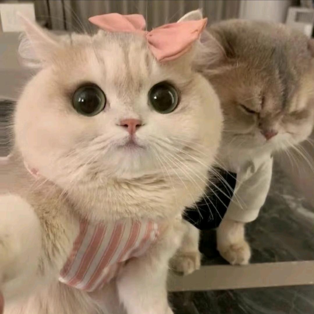 伤心小云吞˃̣̣̥᷄⌓˂̣̣̥᷅