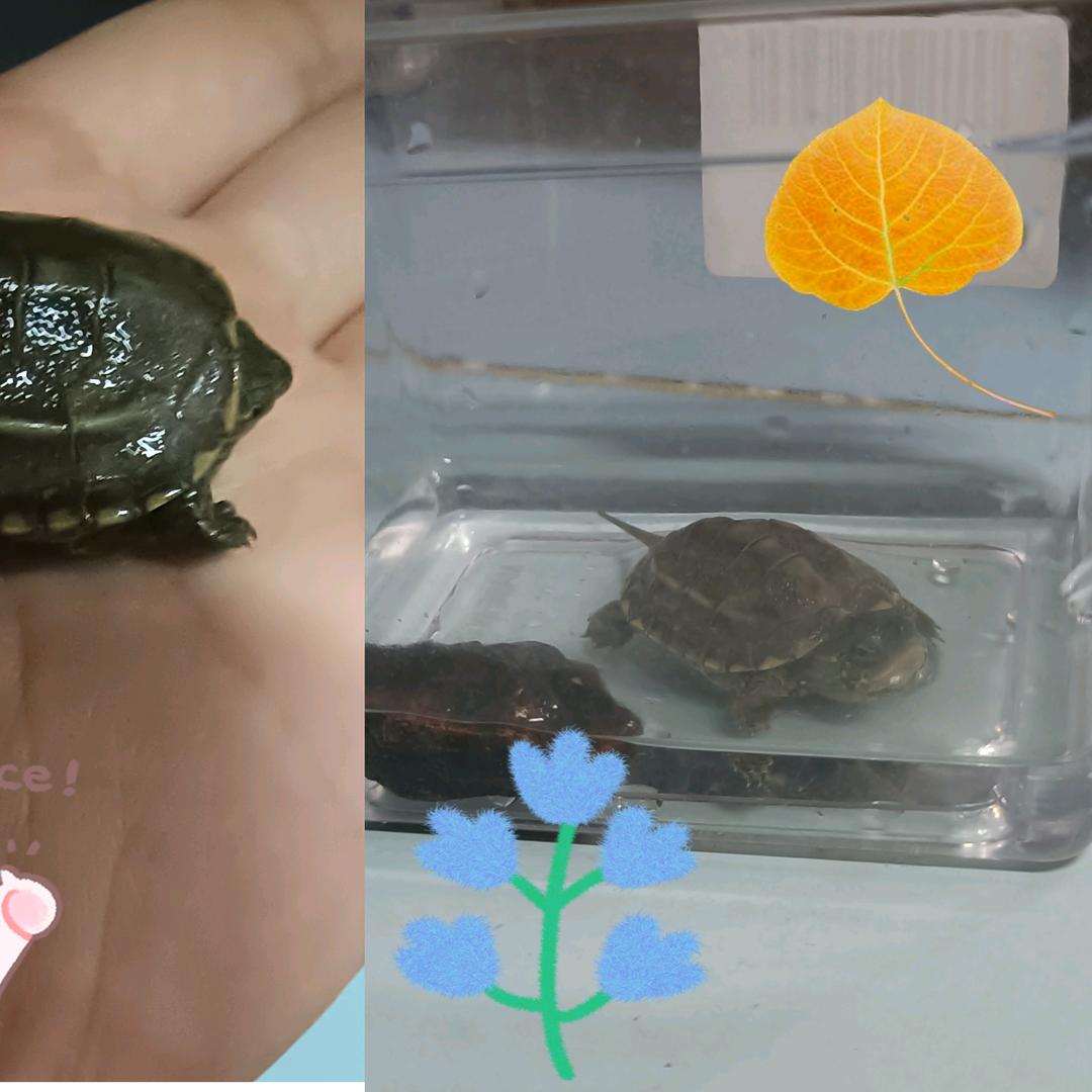 光凌&物语头像