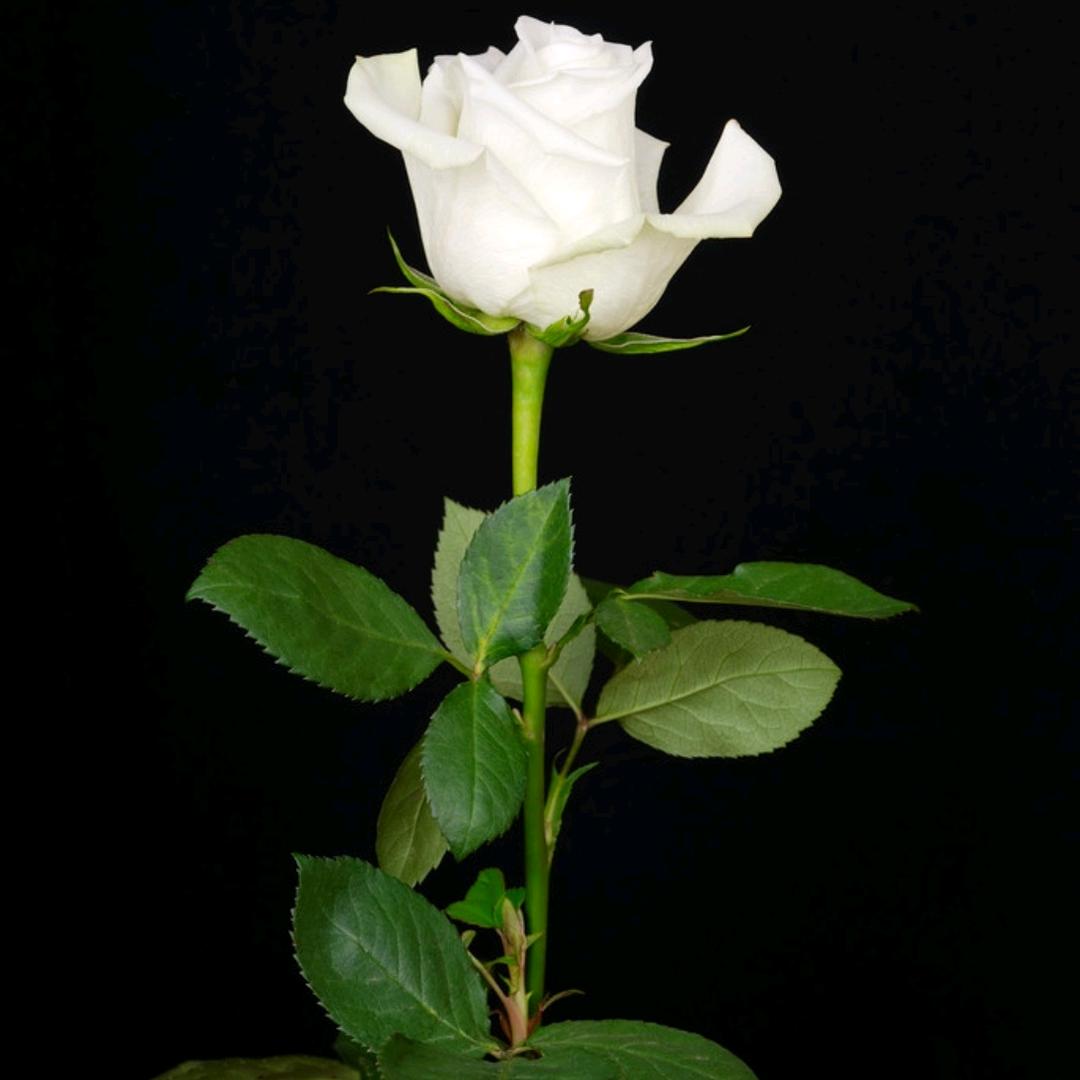 💫我本纤尘🌈