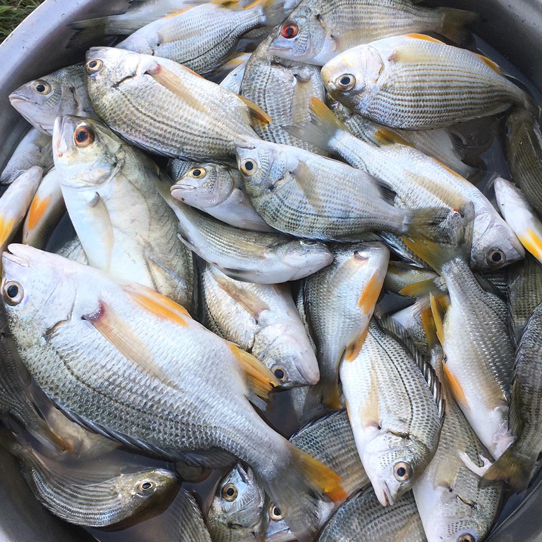 🐯¹⁹₈₆꧔ꦿ້໌࿐洪࿚