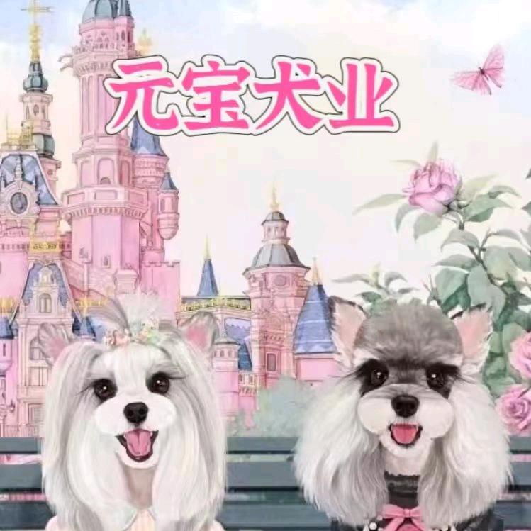 元宝之家雪纳瑞直播号6号