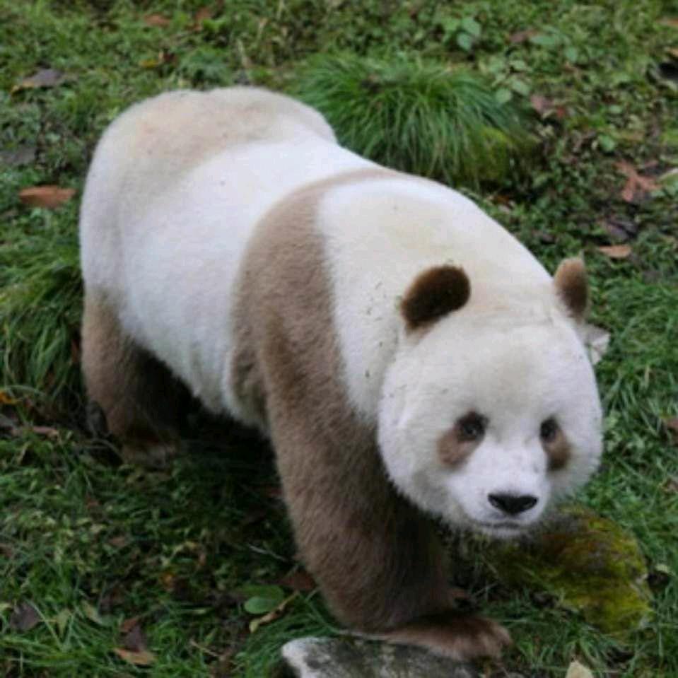 泥真人(接定制)