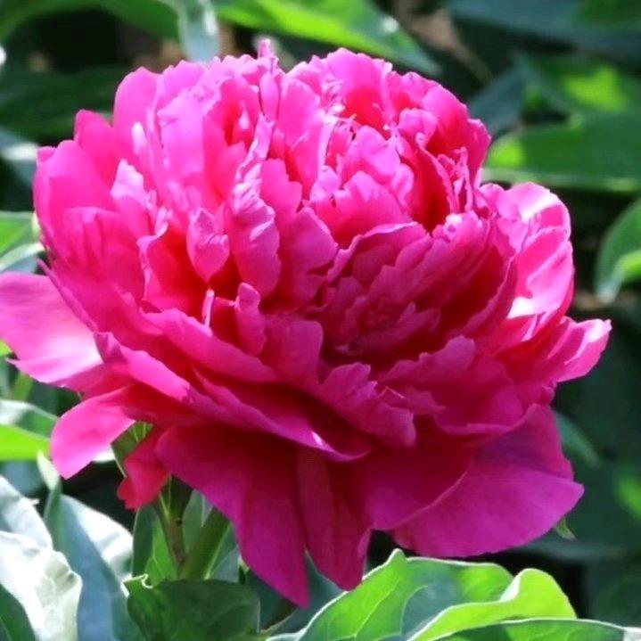开心就好.芳