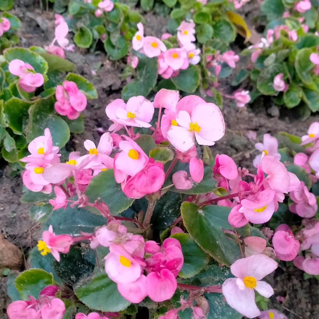 笑对人生٩(๑^o^๑)۶