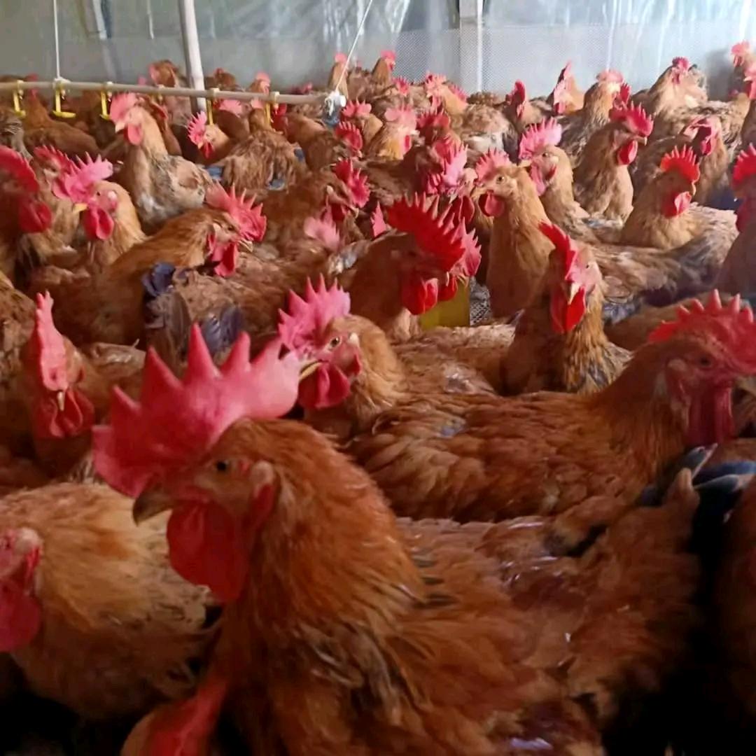 万事如意，恭喜发财