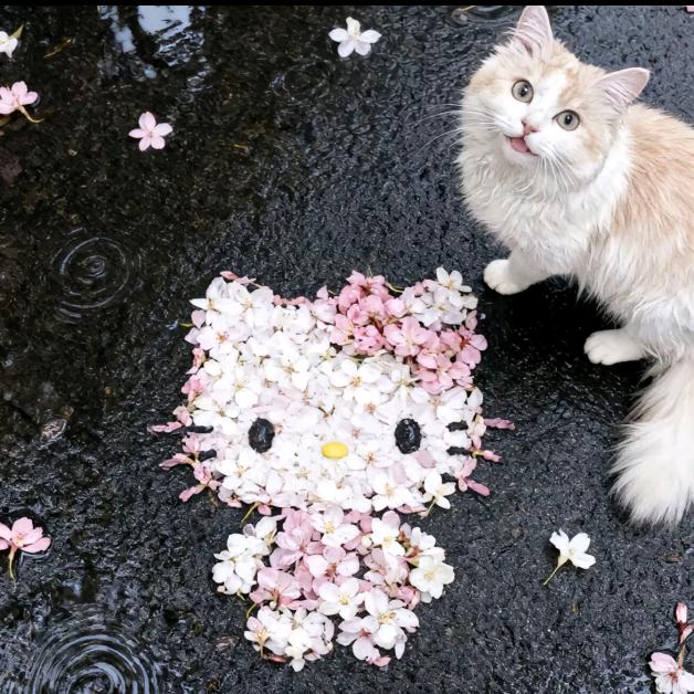 小猫钓🐟