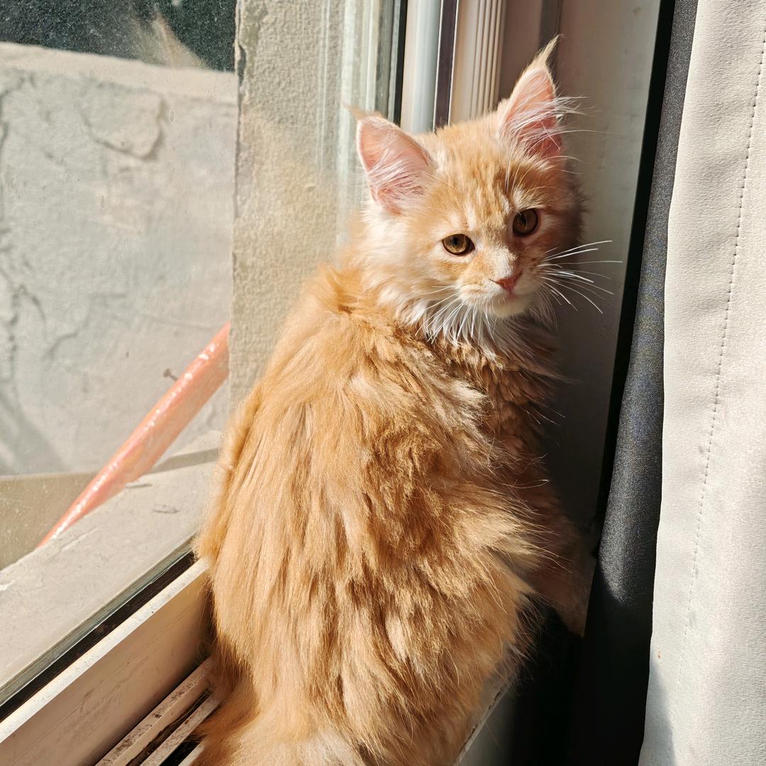 开心小猫