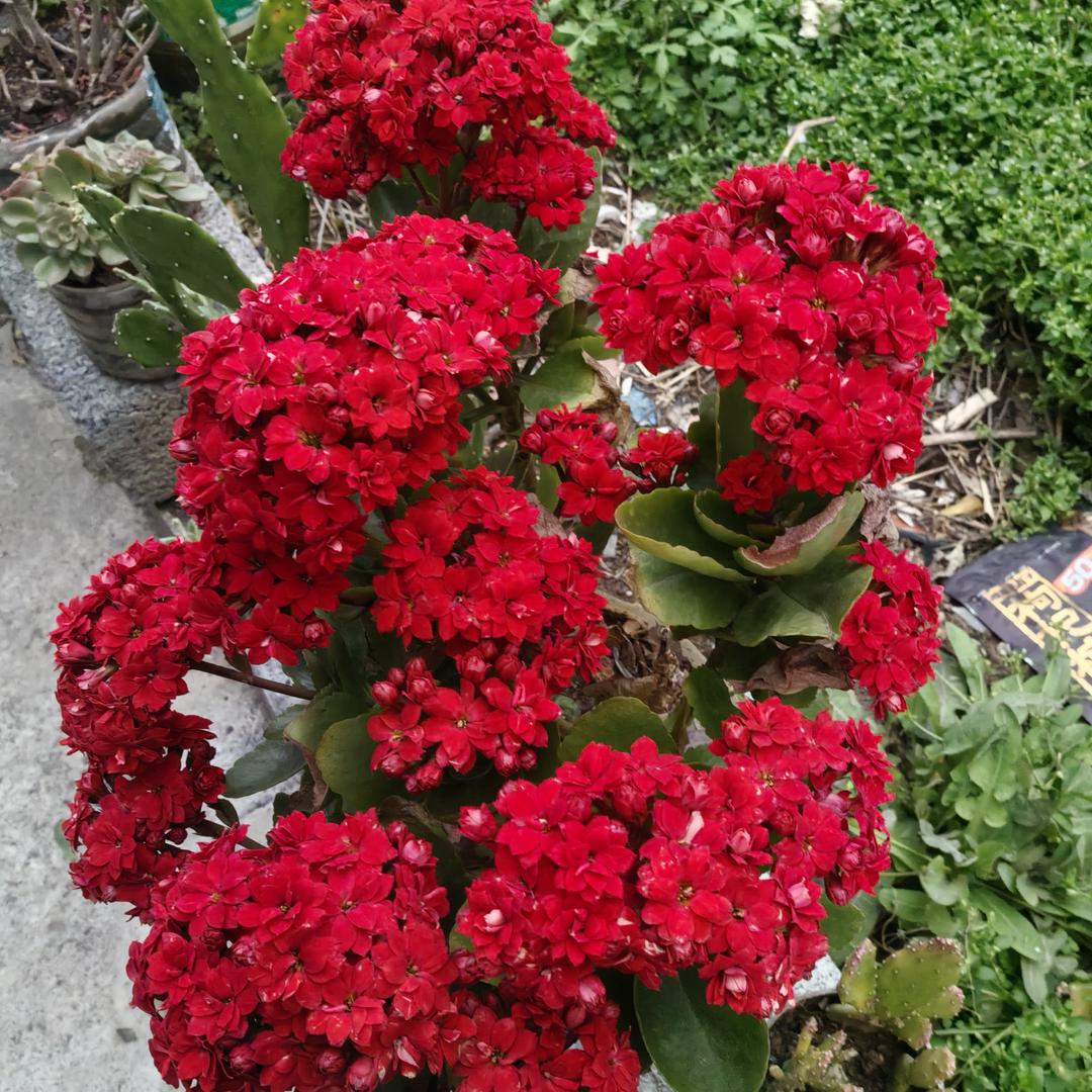 朤燚旺旺🐒🐉🦙🦄