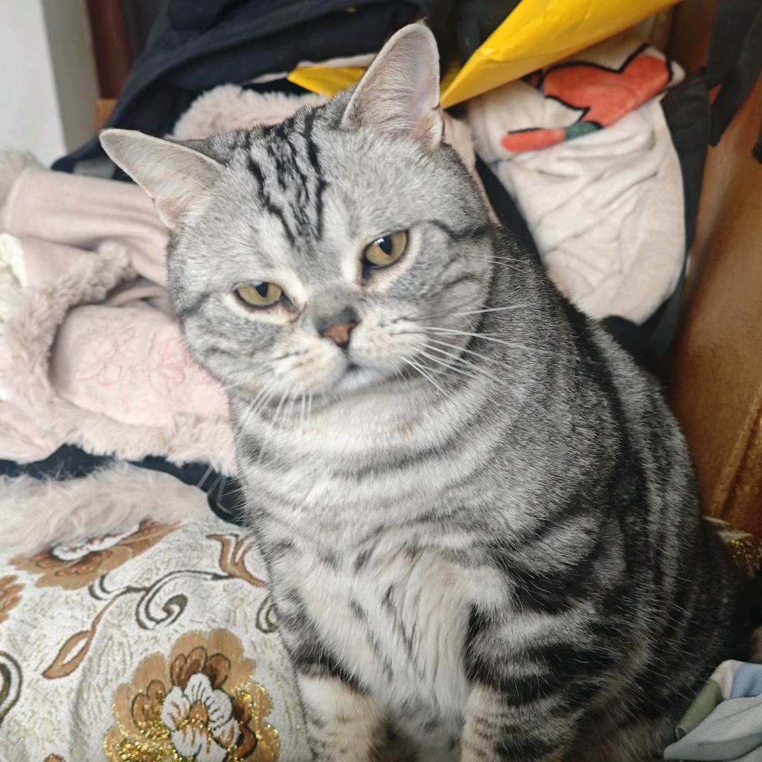 啊呆啊不要这么呆