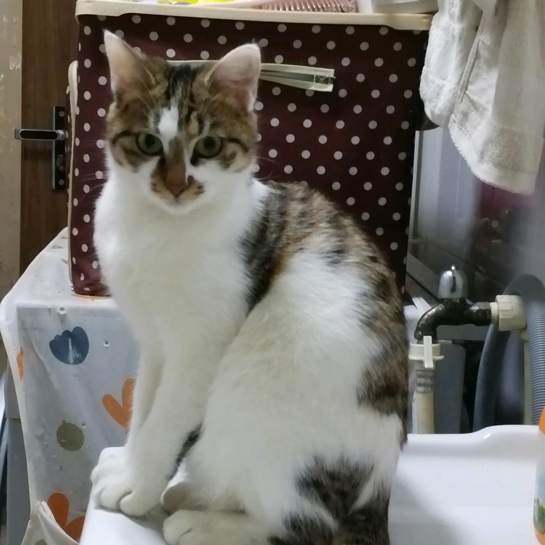 铁蛋肥猫