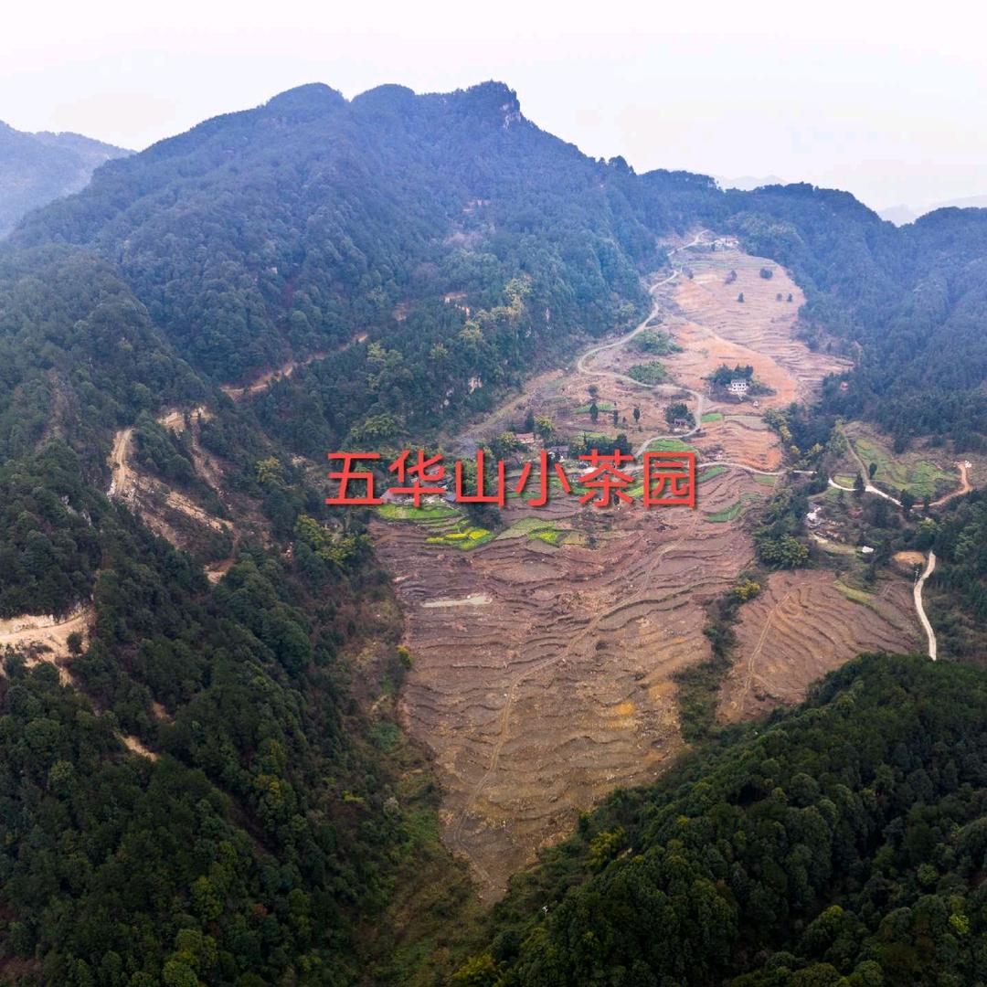 五华山小茶园一一老钟