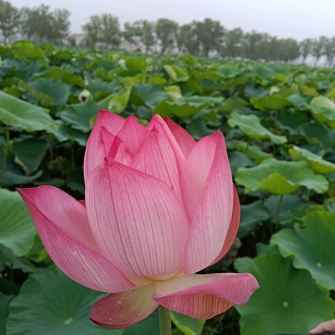 顾家二姐姐。