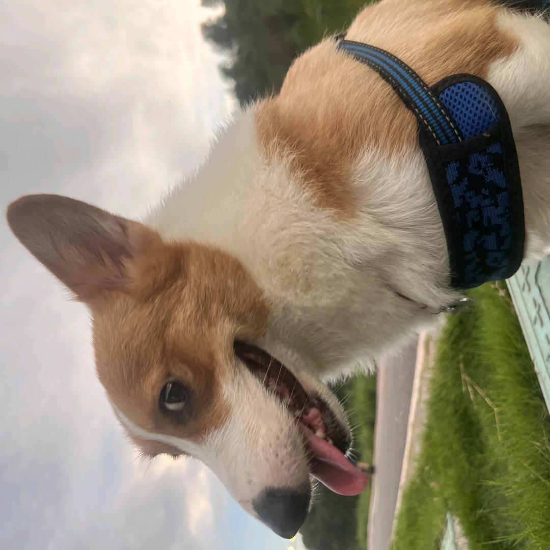 一只海棠
