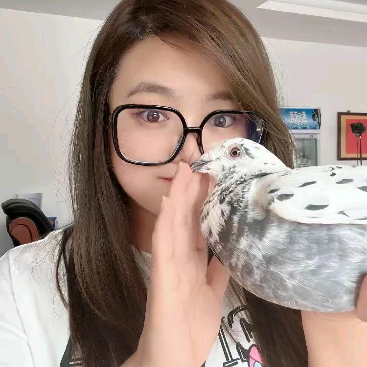 赛鸽豆豆竞翔文化