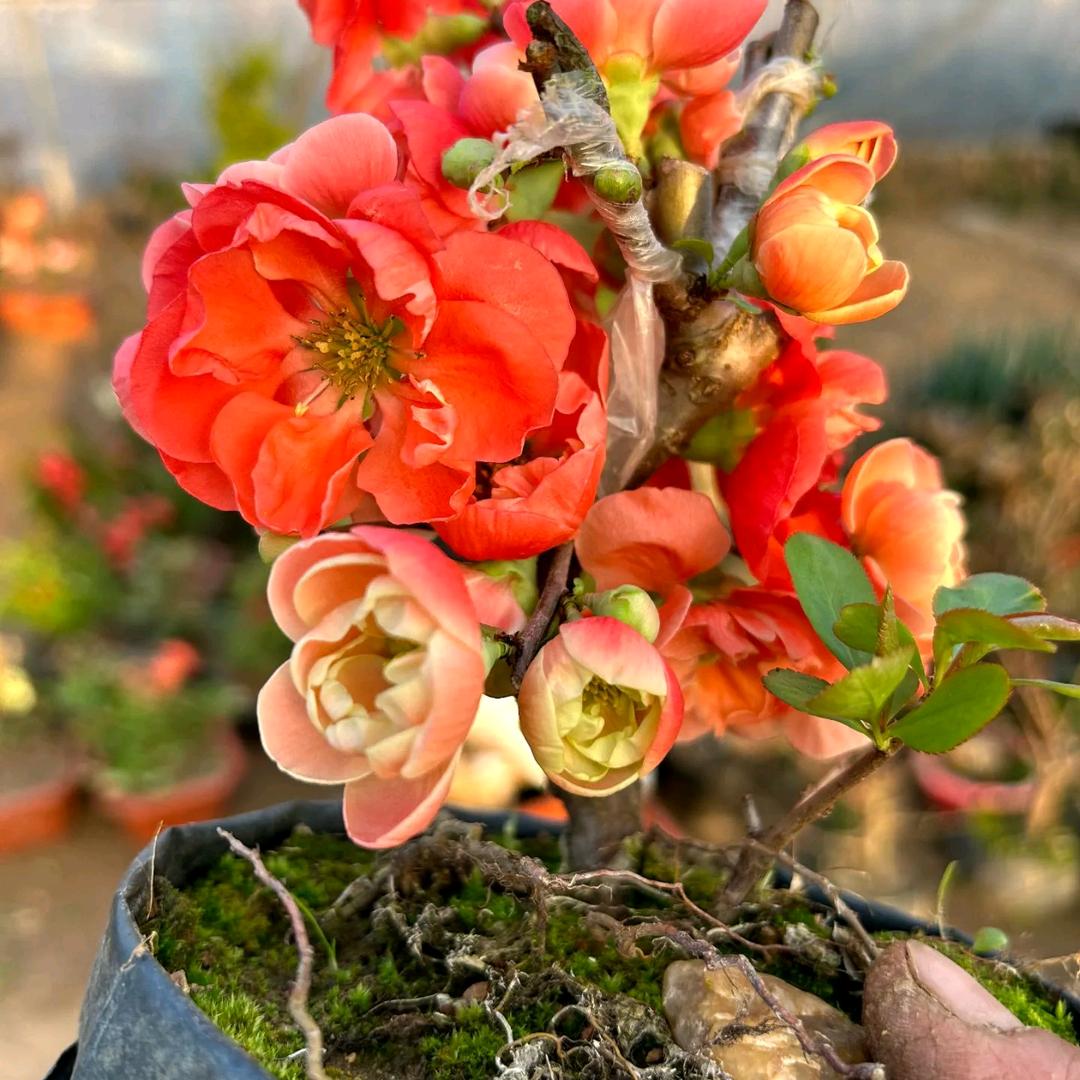 花乔木精品盆景