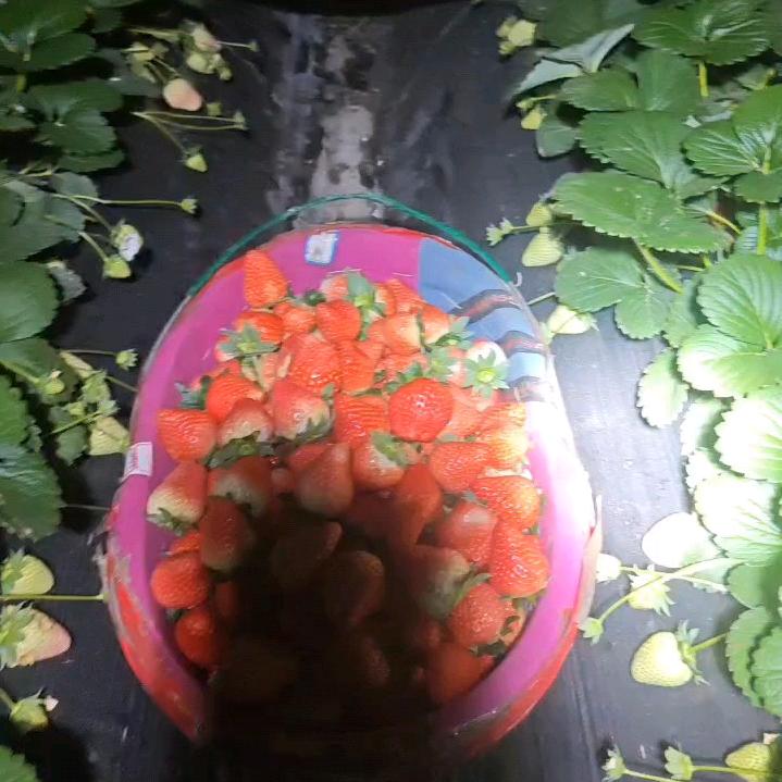 好吃的草莓园