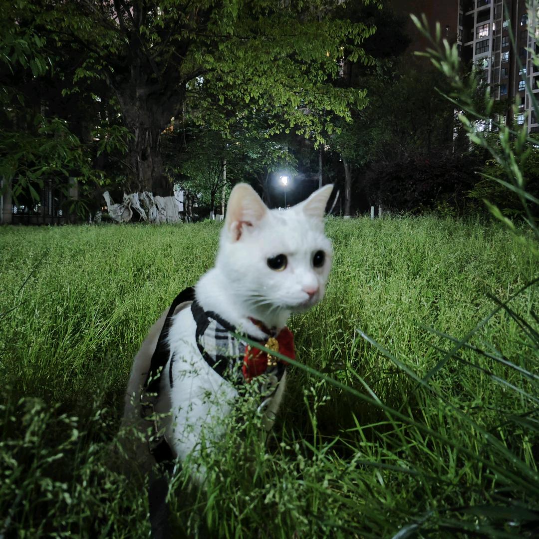 大咩