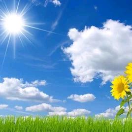 🌻🌻