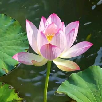 小莲花