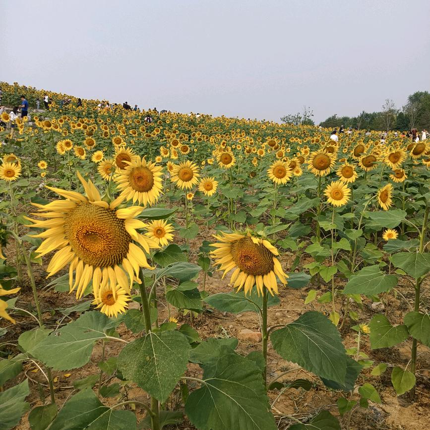 恩典之露