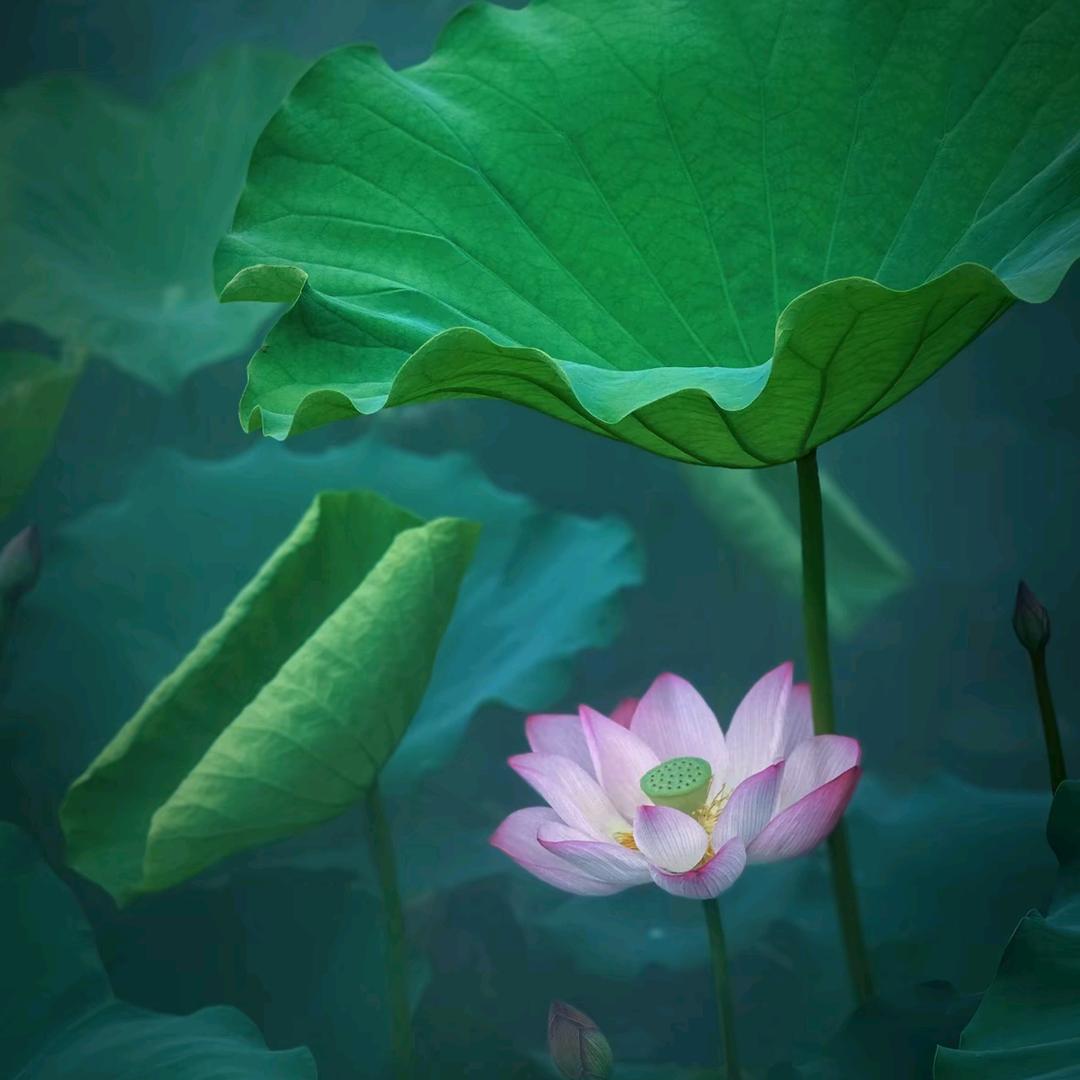 拈花微笑
