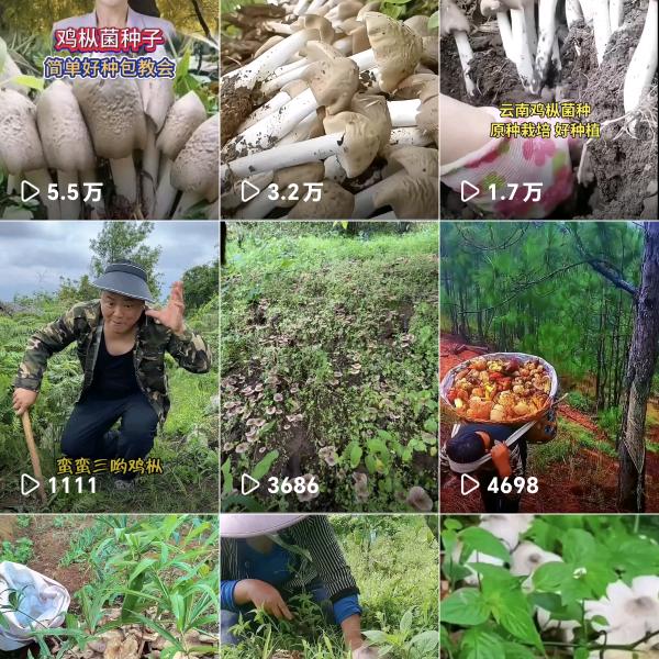 种植鸡枞菌
