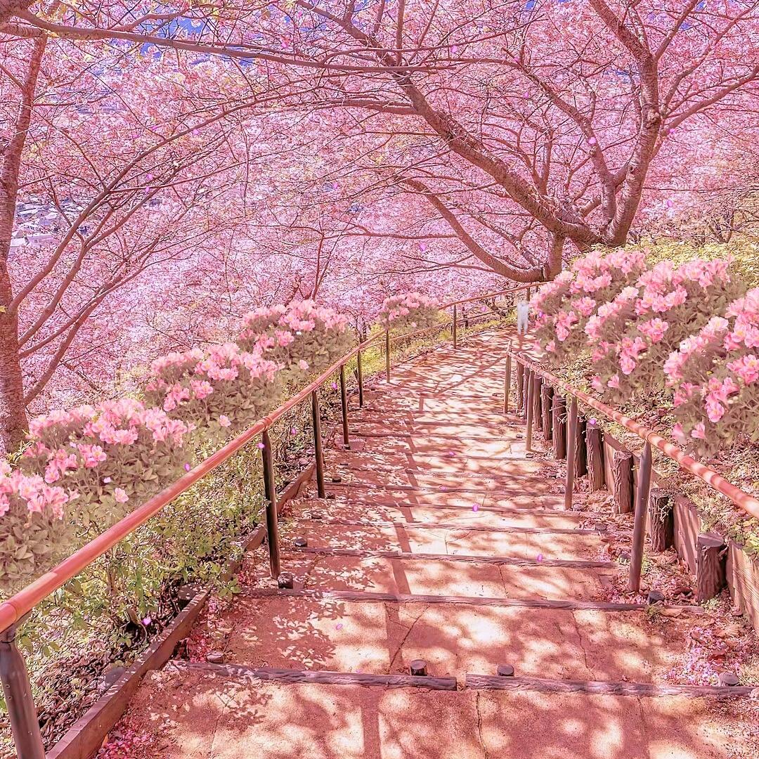 A顺其自然🌹