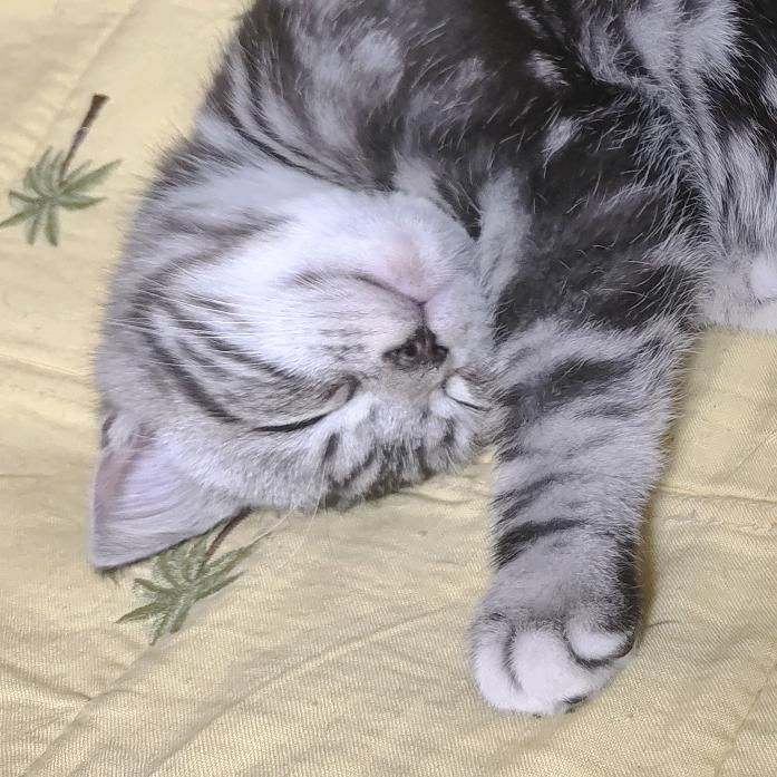 悄咪咪的当个狗托