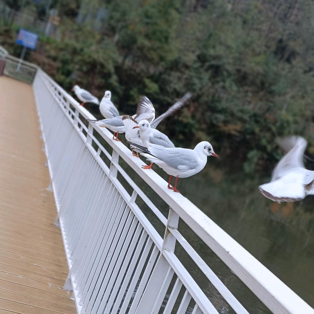 小龍🐉女（拒绝私聊）