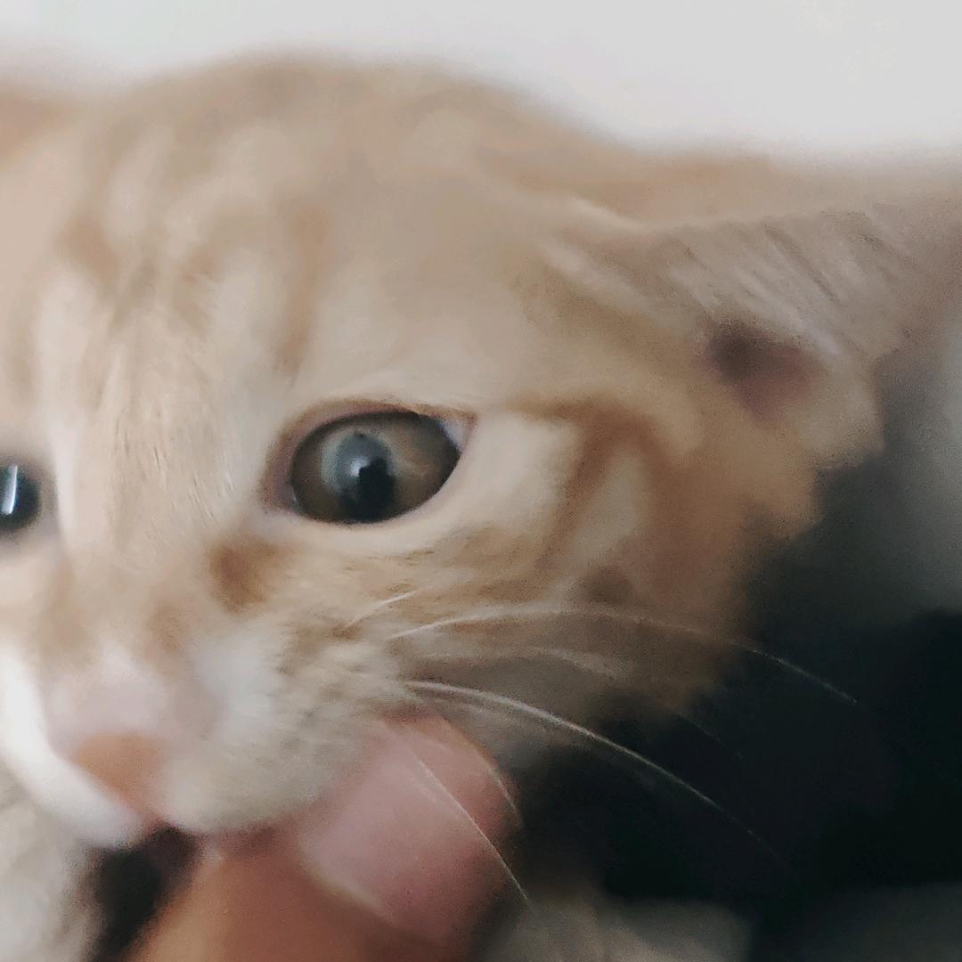 黄毛