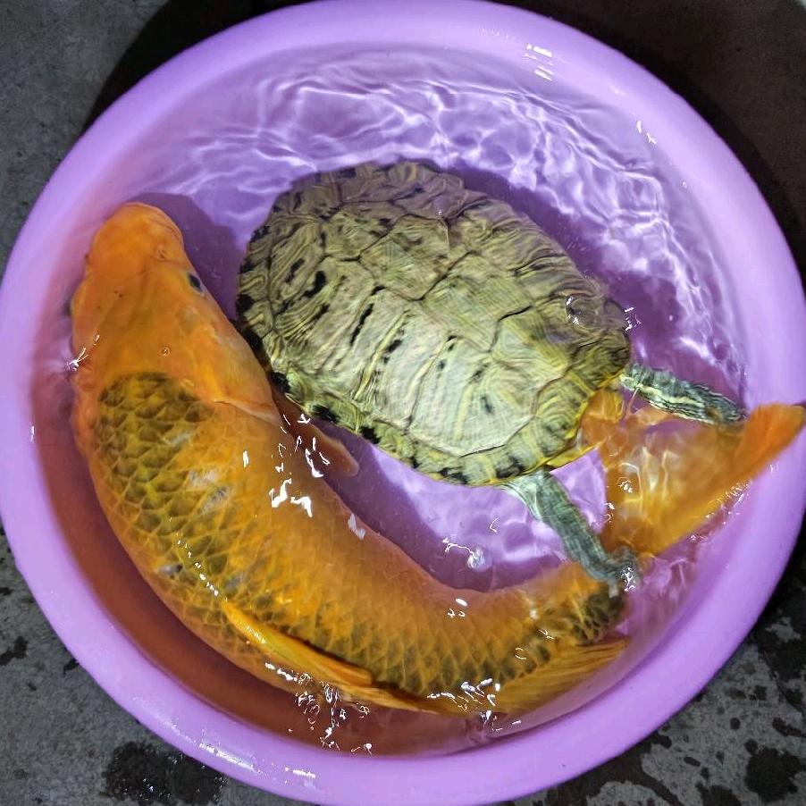 爱吃猹的瓜